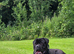 Cane corso male