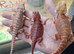 Breeding project male , female
