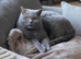 British shorthair kittens