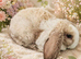 Exceptional mini plush lop buck kit. SOLD