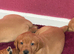 Fox Red and Yellow Labrador Retrievers