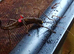 Black Beauty Stick Insect Nymphs (Peruphasma Schultei) 5-10 Approx.