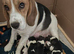 Beagle puppies 9 wks old