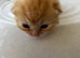 Mixed breed kitten