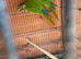 Pyrrhus Frontails Conours