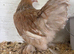 8 Pekin bantam pullets now POL