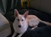 cream/white male German Shepard