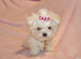 ***Exquisite Micro Tiny Teacup KC Registered Maltese Boy Puppy***