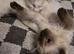 Ragdoll kittens from gccf parents