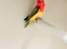 Mutation Fischer's lovebirds