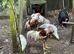 RARE BREED YOUNG PAIR YOKOHAMA RED SADDLE L/F Ferndown, Dorset