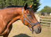16.1 12yr old chunky thoroughbred mare