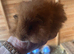 Male guinespigs