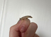 Mourning Geckos
