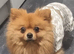pomeranian called teddy for stud