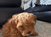 Cavapoochon puppy
