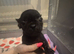 Puppies