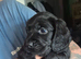 Last 3 gorgeous sprocker spaniel pups 1 chocolate girl 2 black boys