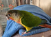 9 month old hand tame conure plus new cage and lots of food