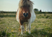 Shetland pony part disperaal