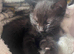 Beautiful kittens