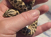 Western hognose snake