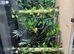 Pair of Green Tree Pythons (Morelia viridis) + Custom Complete Vivarium Setup – £1500