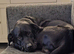 Black Labrador for rehoming.