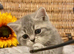 LAST BEAUTIFUL BOY (READY NOW)