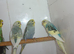 Baby budgies ready for new homes