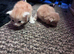 2 female kittens