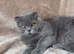 Scottish fold