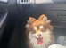 Pomsky