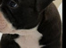 Thick pocket bully pups