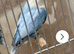 Mutations lovebirds