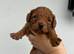 Fox Red Cavapoo Pups