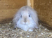Angora mini lops.