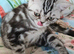 Bsh.kitten boy looking for new home now.