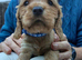 Cocker spaniel puppies Manchester