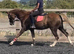 Quality section b gelding