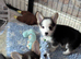 Gorgeous dna clear pembs corgi pups