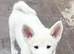 Japanese Akita Puppies