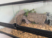 Geckos for sale