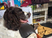 English springer spaniels