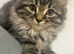 british shorthair x kittens