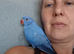 5 months old Indian ring neck blue