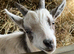 Pygmy goat wethers