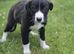 Lurcher puppies