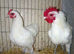 Pair of German langshan Bantam