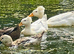 Ducks for family pond wanted